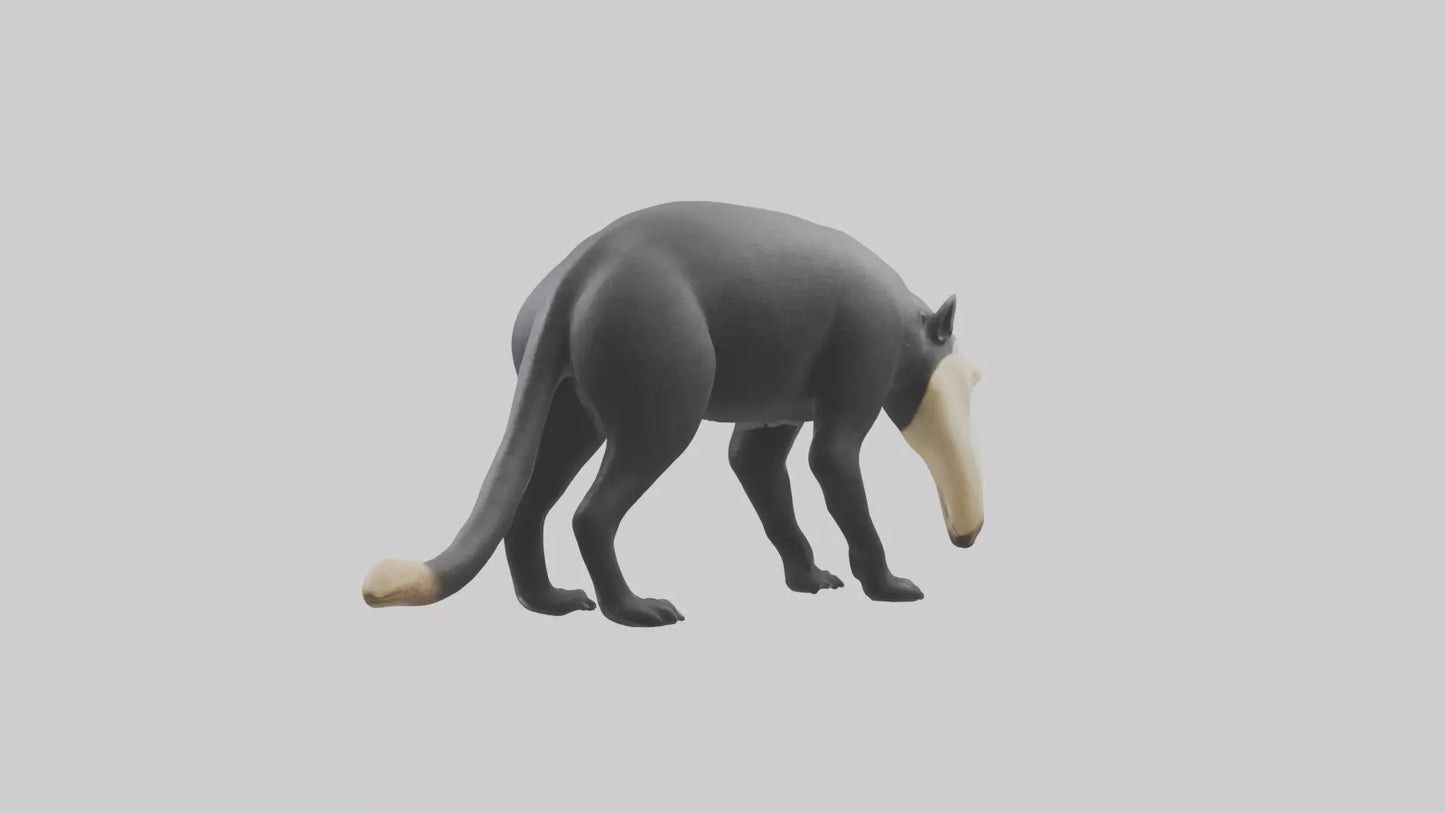 3D model Giant Anteater sniffing ground model VR / AR / low-poly