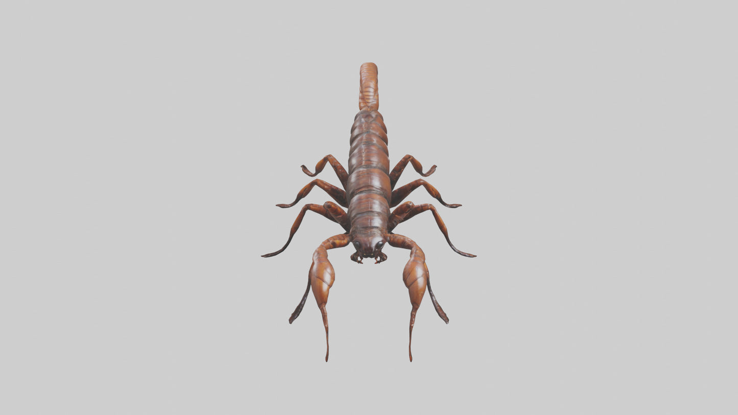 3D model Giant Centipede model VR / AR / low-poly