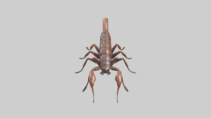 3D model Giant Centipede model VR / AR / low-poly