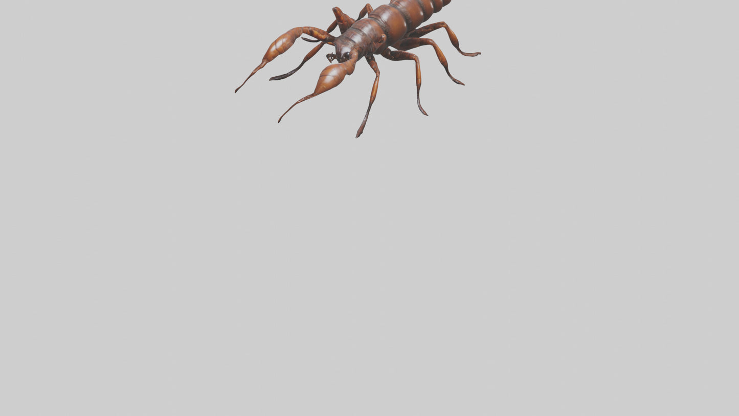 3D model Giant Centipede model VR / AR / low-poly