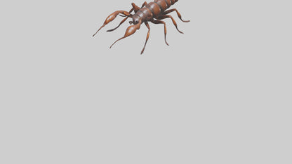 3D model Giant Centipede model VR / AR / low-poly