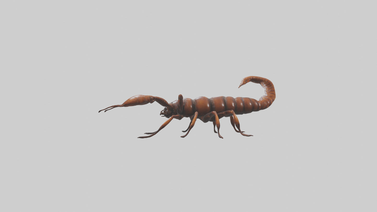 3D model Giant Centipede model VR / AR / low-poly