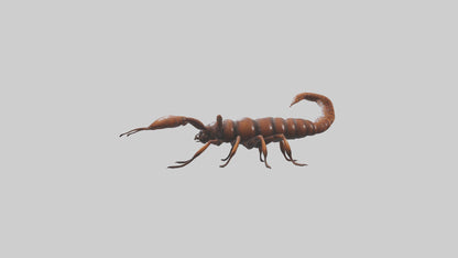 3D model Giant Centipede model VR / AR / low-poly