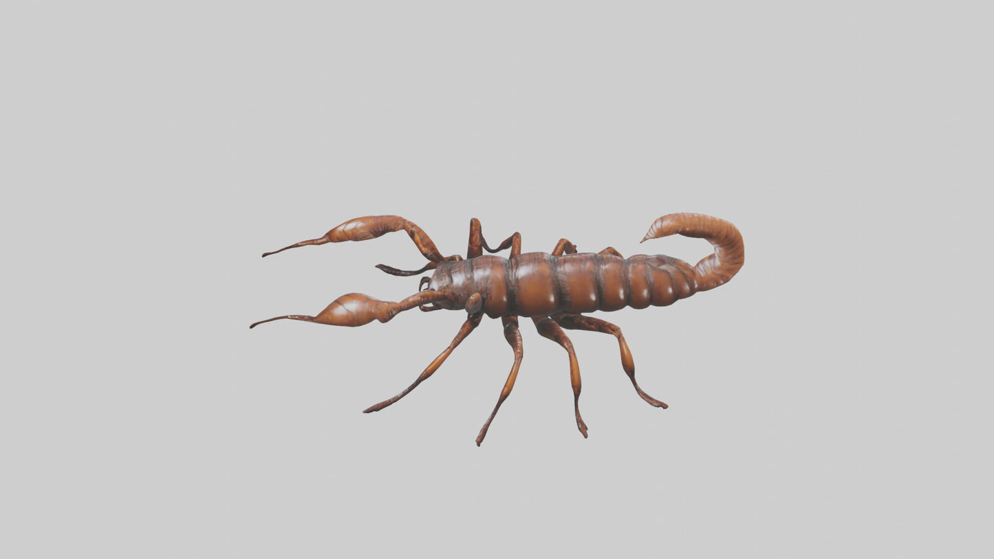 3D model Giant Centipede model VR / AR / low-poly