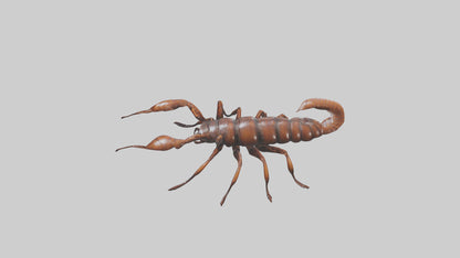 3D model Giant Centipede model VR / AR / low-poly