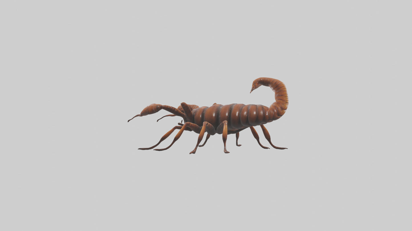 3D model Giant Centipede model VR / AR / low-poly