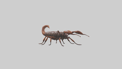 3D model Giant Centipede model VR / AR / low-poly