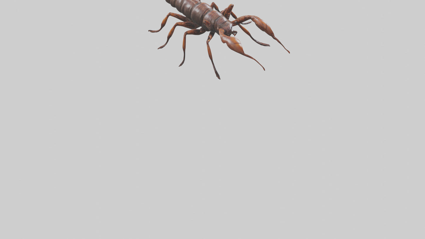 3D model Giant Centipede model VR / AR / low-poly