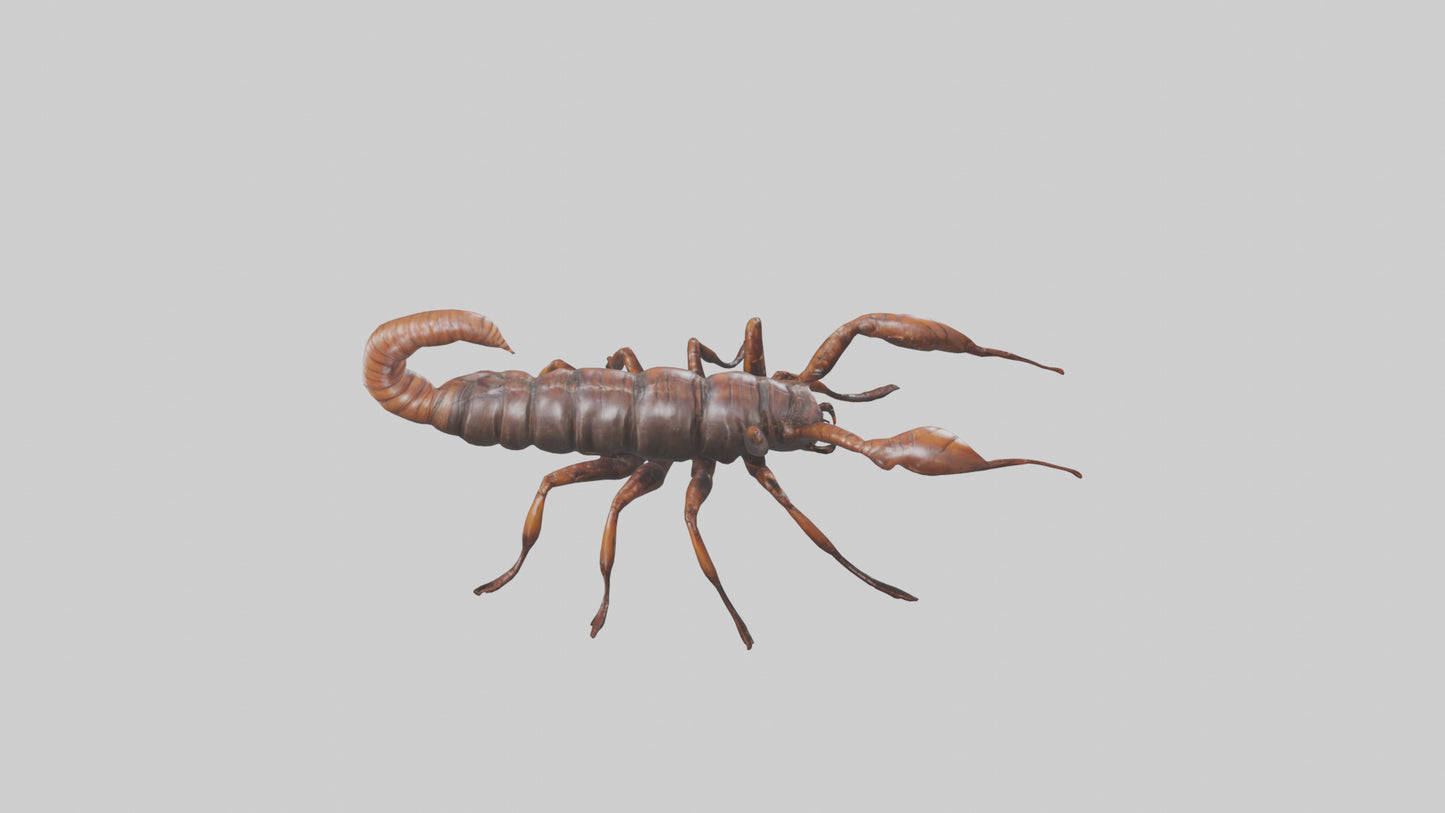 3D model Giant Centipede model VR / AR / low-poly