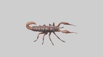 3D model Giant Centipede model VR / AR / low-poly