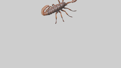 3D model Giant Centipede model VR / AR / low-poly