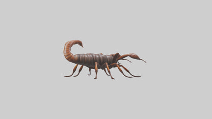 3D model Giant Centipede model VR / AR / low-poly