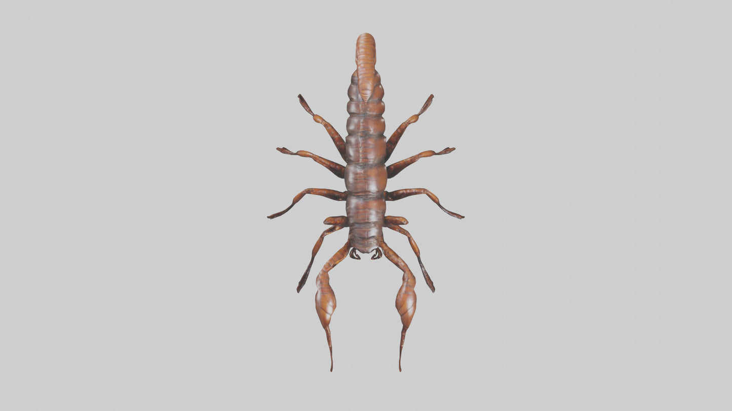 3D model Giant Centipede model VR / AR / low-poly