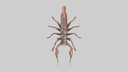 3D model Giant Centipede model VR / AR / low-poly