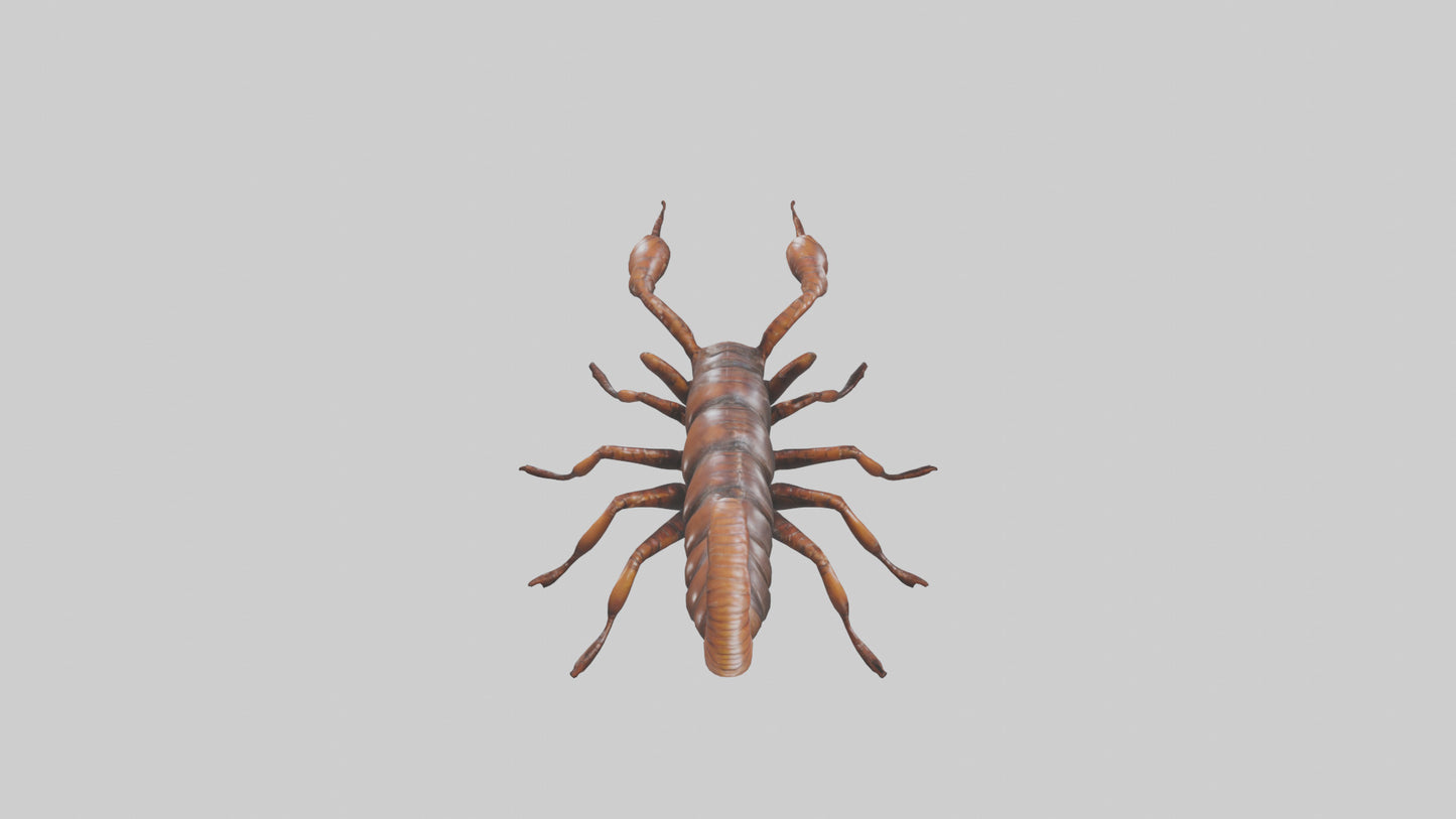 3D model Giant Centipede model VR / AR / low-poly