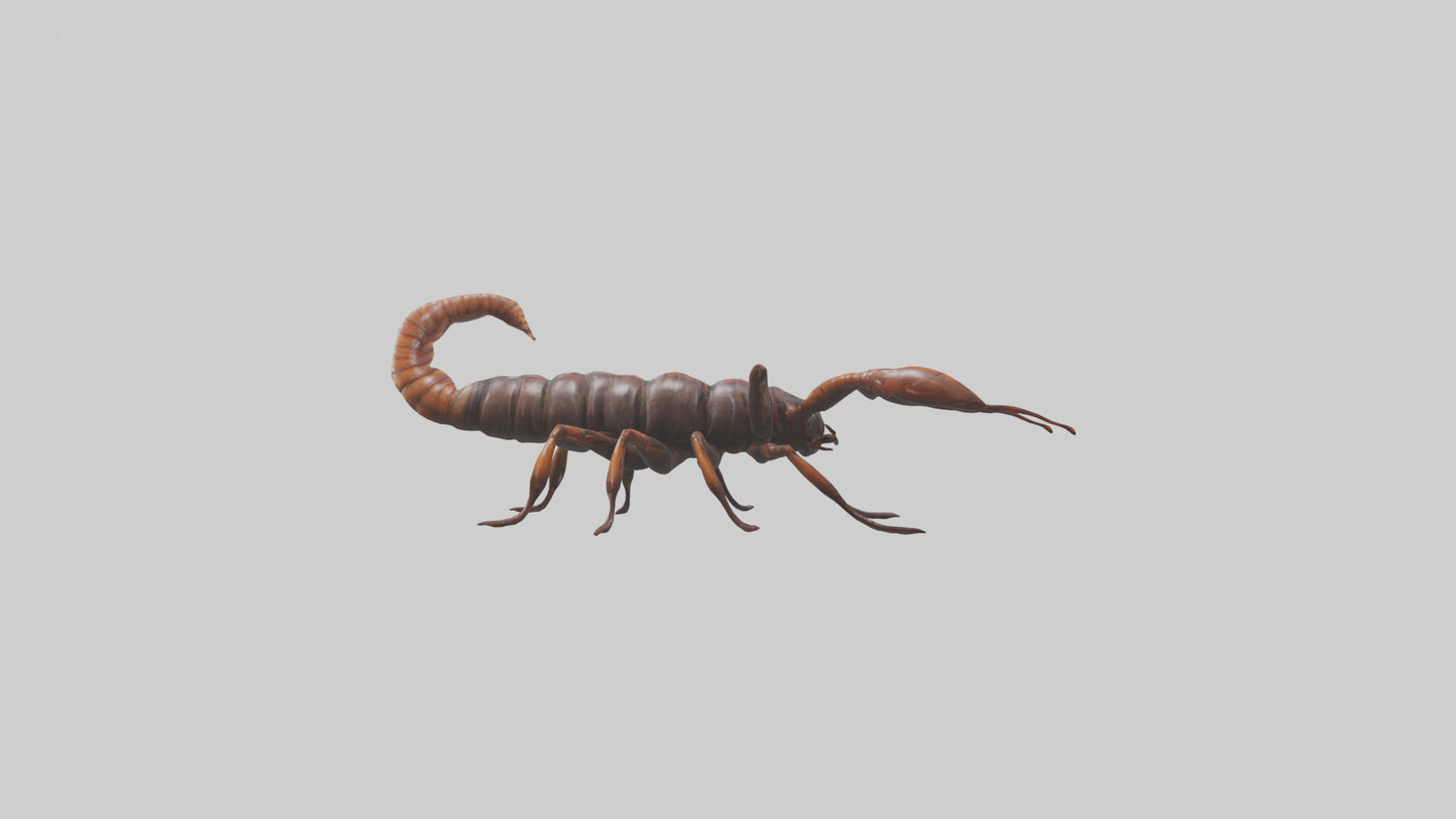 3D model Giant Centipede model VR / AR / low-poly