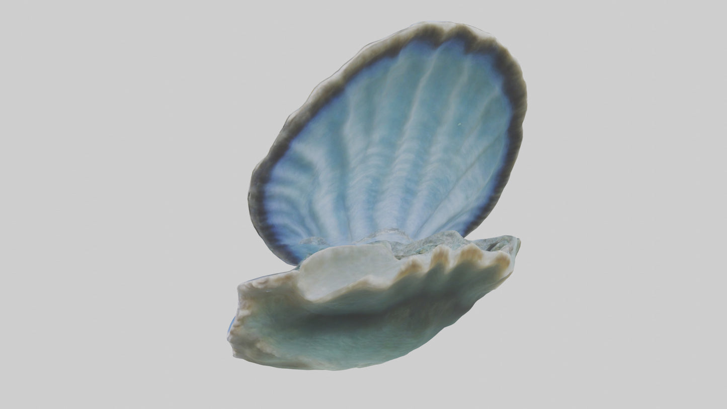 3D model Giant Clam resting on reef model VR / AR / low-poly