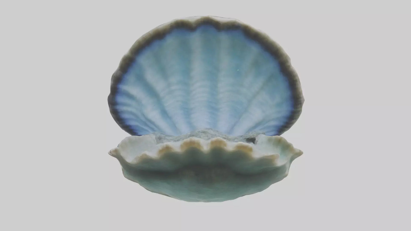 3D model Giant Clam resting on reef model VR / AR / low-poly