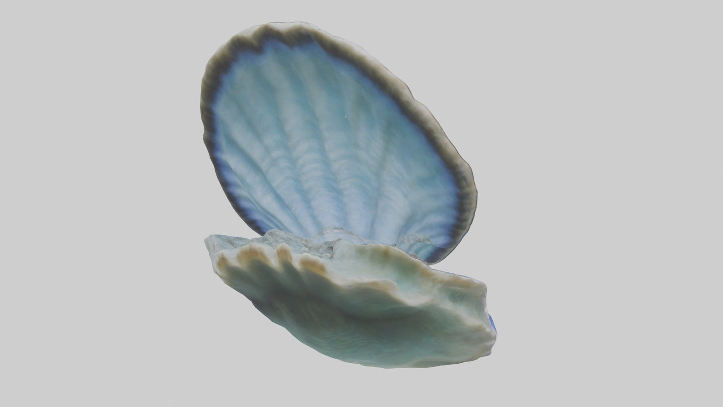 3D model Giant Clam resting on reef model VR / AR / low-poly