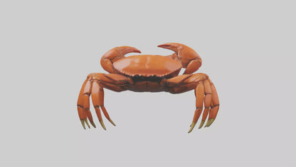 3D model Giant Claw Crab clinging model VR / AR / low-poly