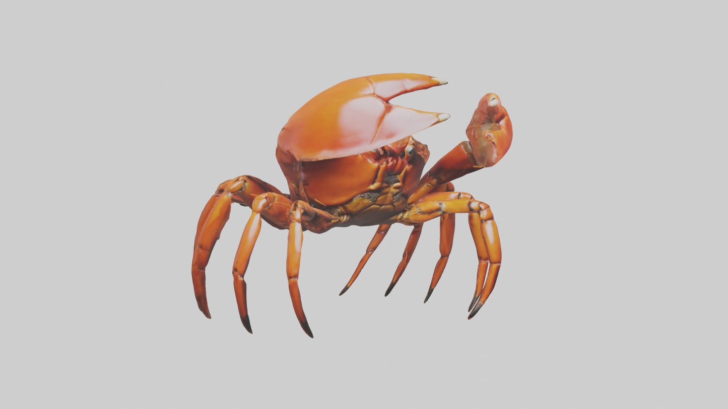 3D model Giant Claw Crab clinging model VR / AR / low-poly