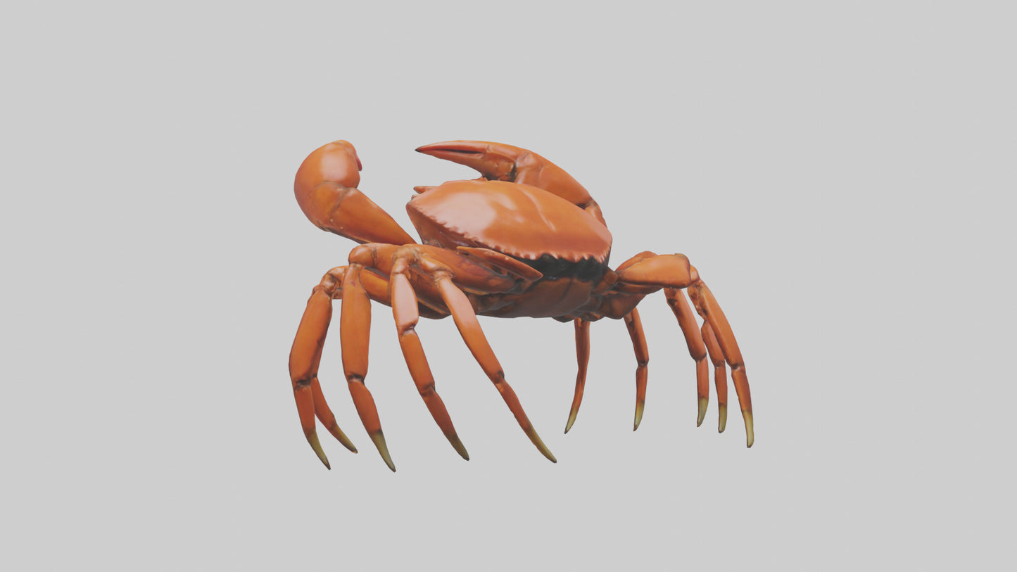 3D model Giant Claw Crab clinging model VR / AR / low-poly