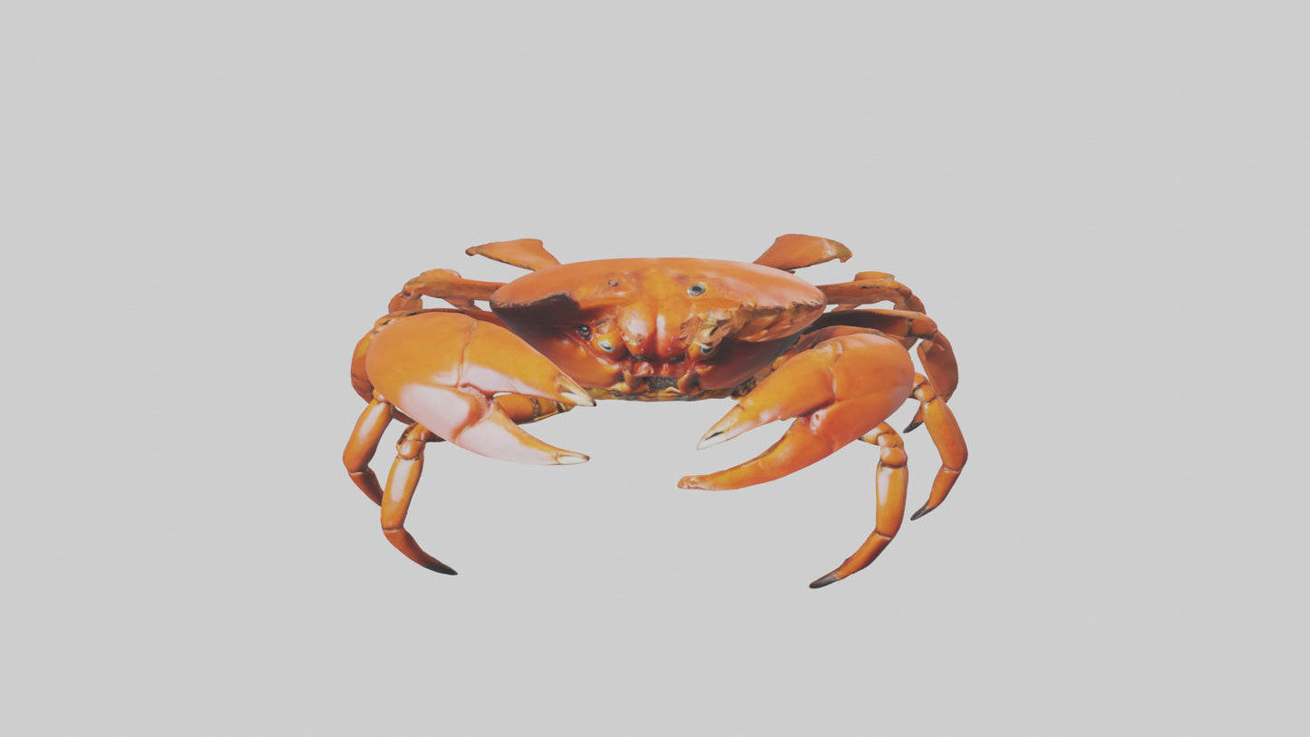 3D model Giant Claw Crab clinging model VR / AR / low-poly