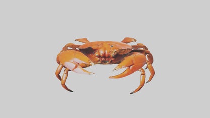 3D model Giant Claw Crab clinging model VR / AR / low-poly