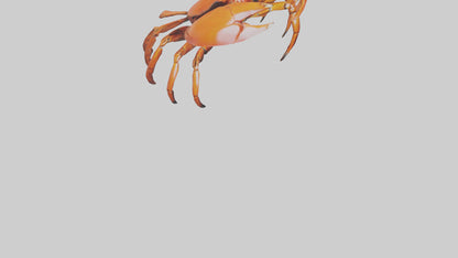3D model Giant Claw Crab clinging model VR / AR / low-poly