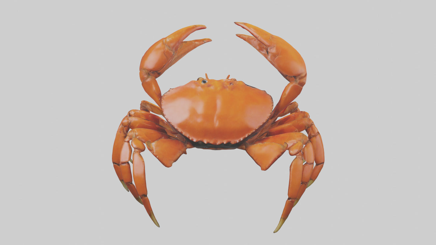 3D model Giant Claw Crab clinging model VR / AR / low-poly