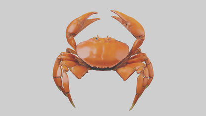 3D model Giant Claw Crab clinging model VR / AR / low-poly