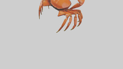 3D model Giant Claw Crab clinging model VR / AR / low-poly