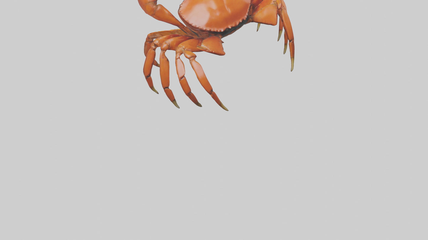 3D model Giant Claw Crab clinging model VR / AR / low-poly