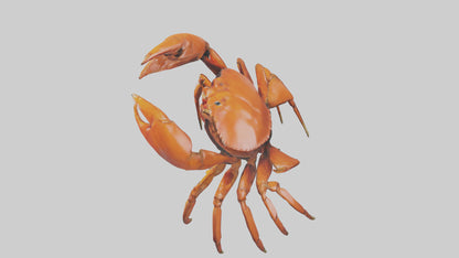 3D model Giant Claw Crab clinging model VR / AR / low-poly