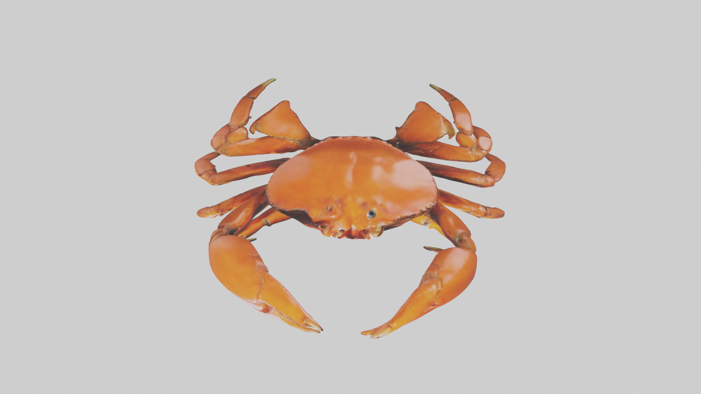3D model Giant Claw Crab clinging model VR / AR / low-poly