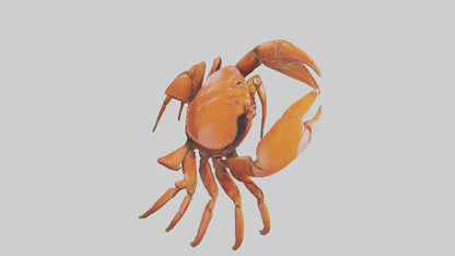 3D model Giant Claw Crab clinging model VR / AR / low-poly