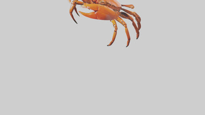 3D model Giant Claw Crab clinging model VR / AR / low-poly