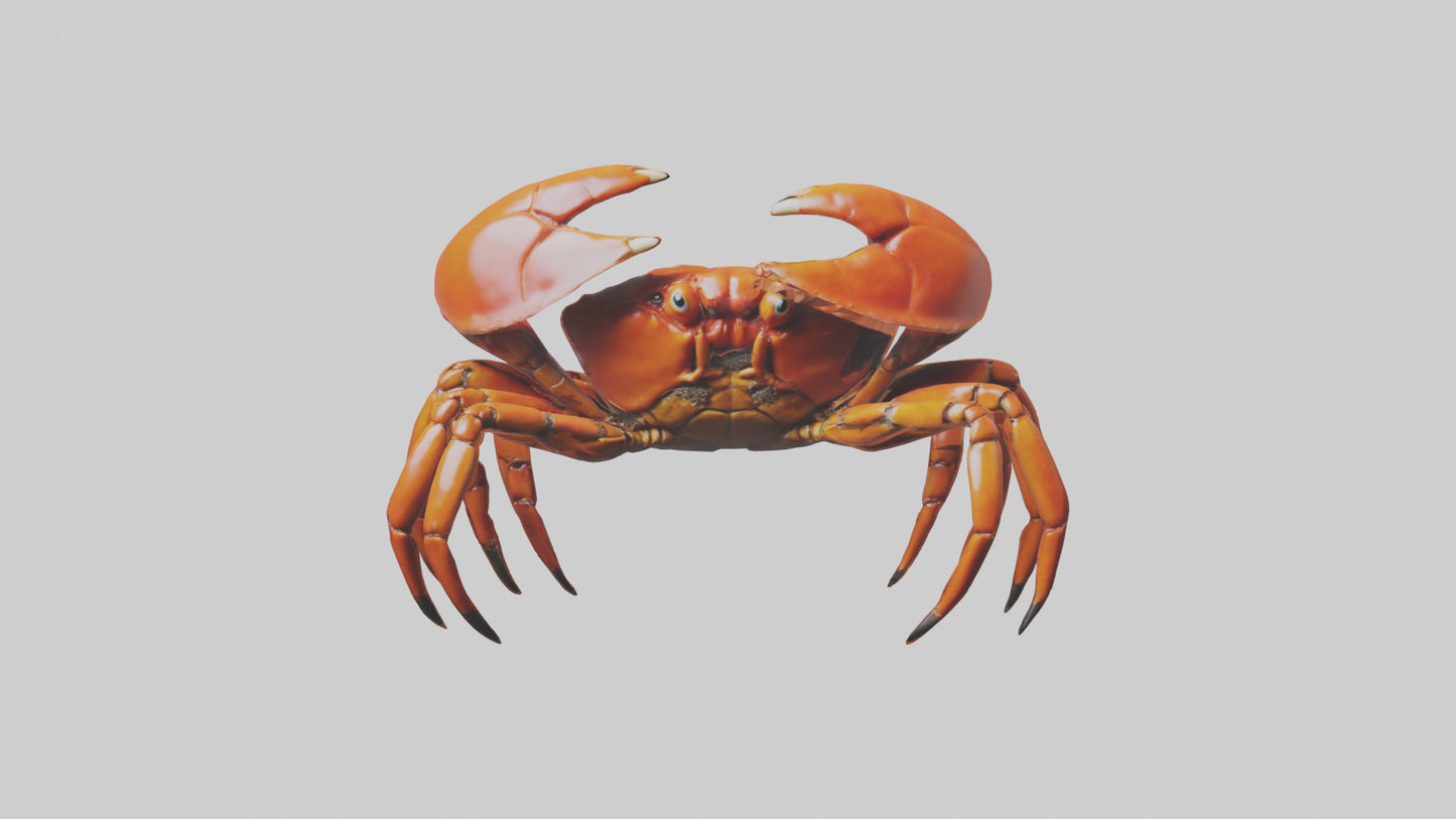 3D model Giant Claw Crab clinging model VR / AR / low-poly