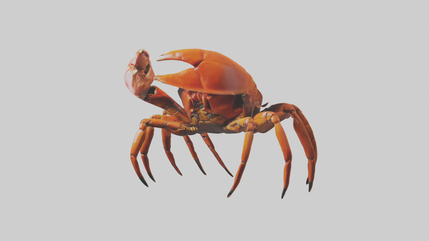 3D model Giant Claw Crab clinging model VR / AR / low-poly