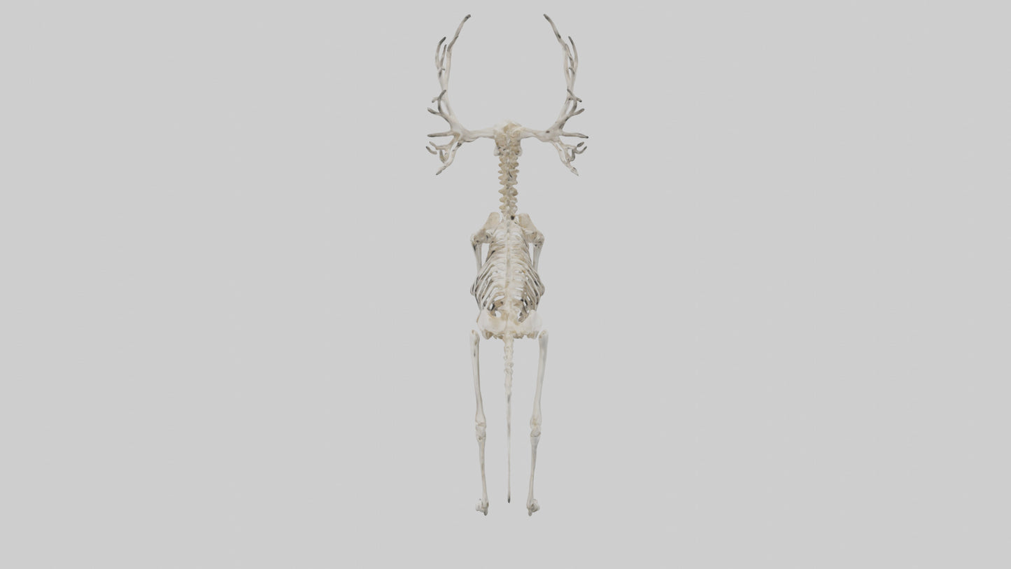 Giant Elk Skeleton model VR / AR / low-poly