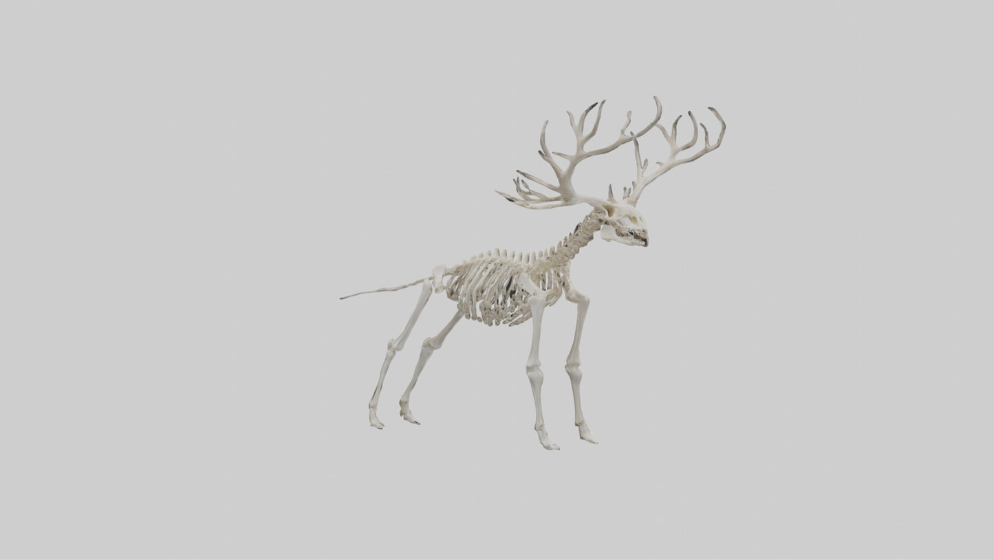 Giant Elk Skeleton model VR / AR / low-poly