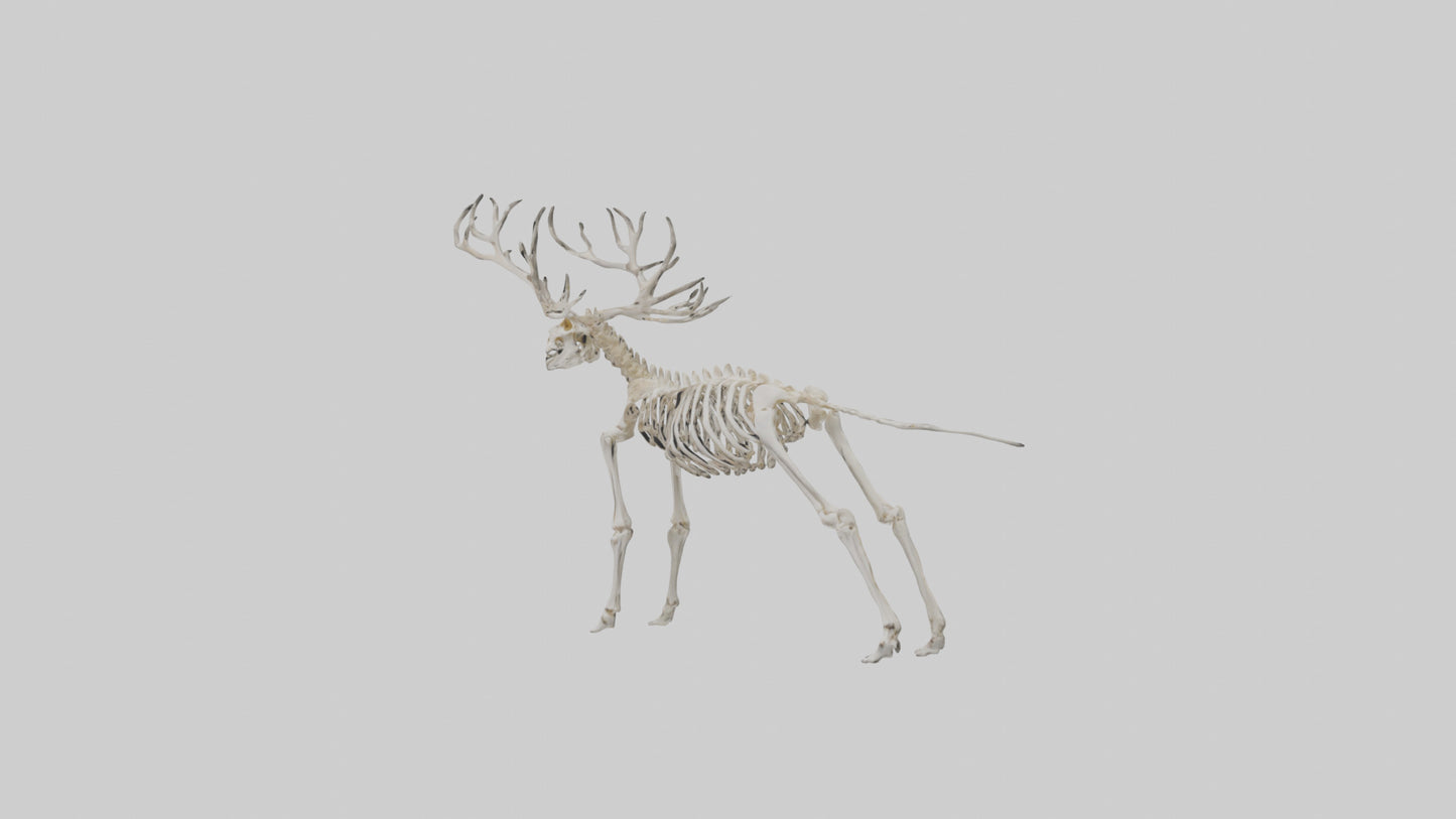Giant Elk Skeleton model VR / AR / low-poly