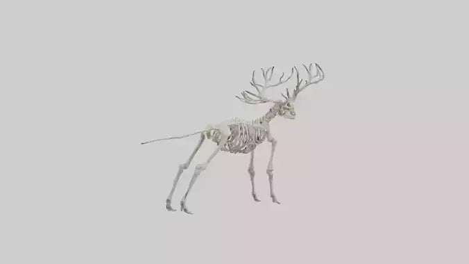 Giant Elk Skeleton model VR / AR / low-poly