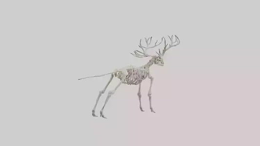 Giant Elk Skeleton model VR / AR / low-poly