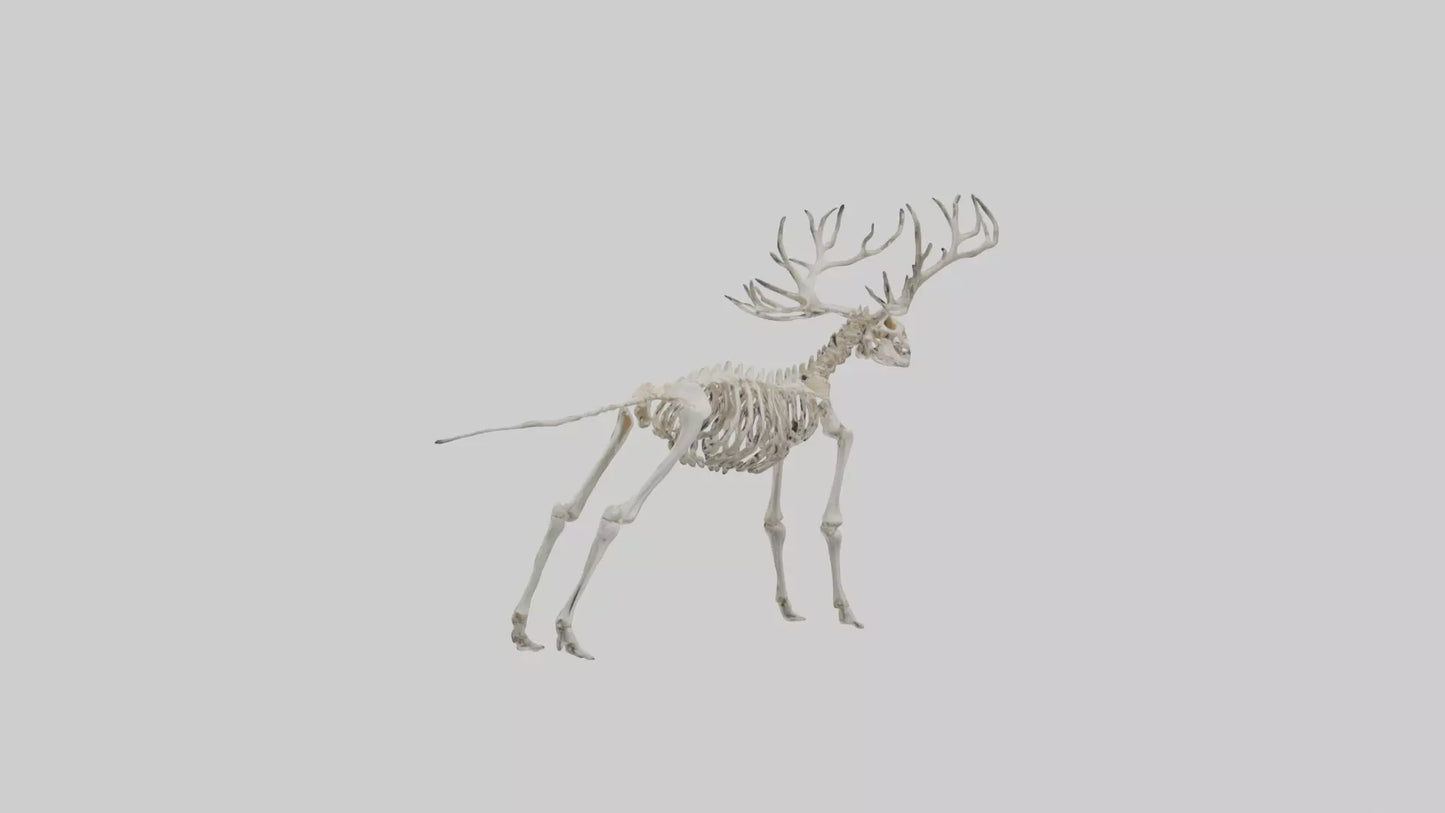 Giant Elk Skeleton model VR / AR / low-poly