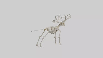 Giant Elk Skeleton model VR / AR / low-poly