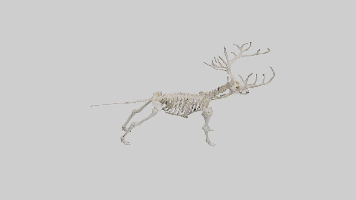 Giant Elk Skeleton model VR / AR / low-poly