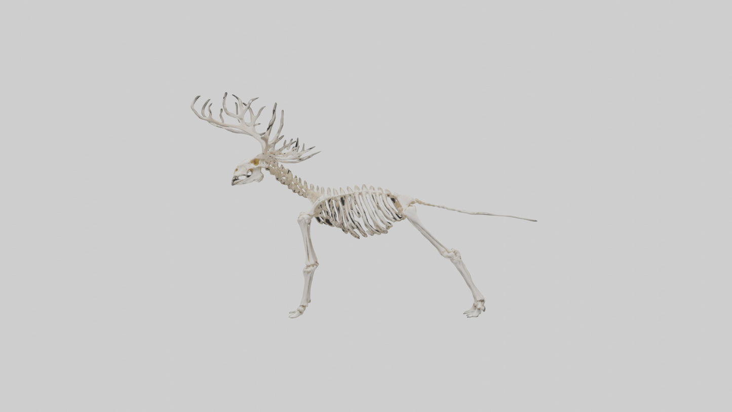 Giant Elk Skeleton model VR / AR / low-poly