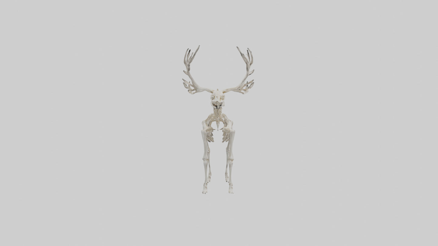 Giant Elk Skeleton model VR / AR / low-poly