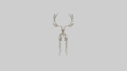 Giant Elk Skeleton model VR / AR / low-poly